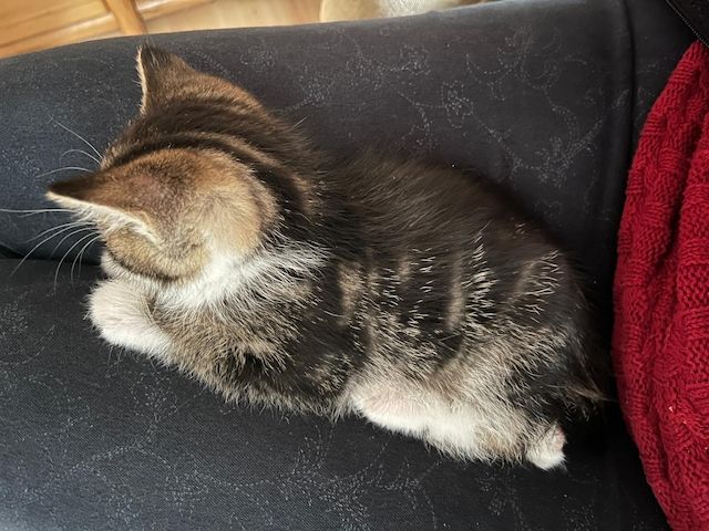 Kleine Katze getigert mit weiß