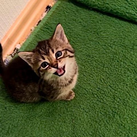 Kleine Katze getigert mit weiß