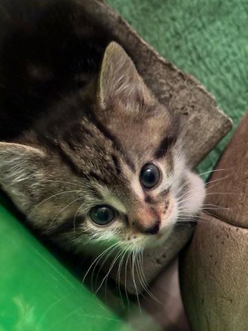 Kleine Katze getigert mit weiß
