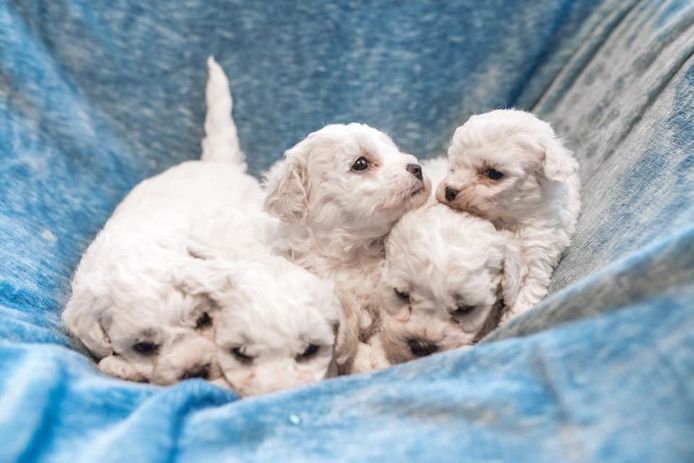 Bichon Frise-WHATSAPP..+4915510348975