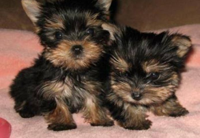 Yorkie welpen suchen neues Zuhause