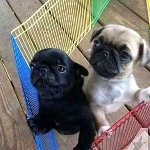 Mops welpen-WHATSAPP: +4915217519768