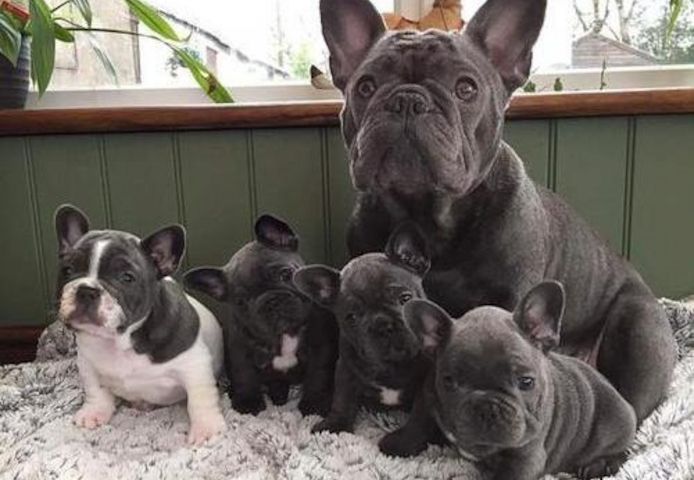 Französische Bulldoggen Welpen zu verkaufen