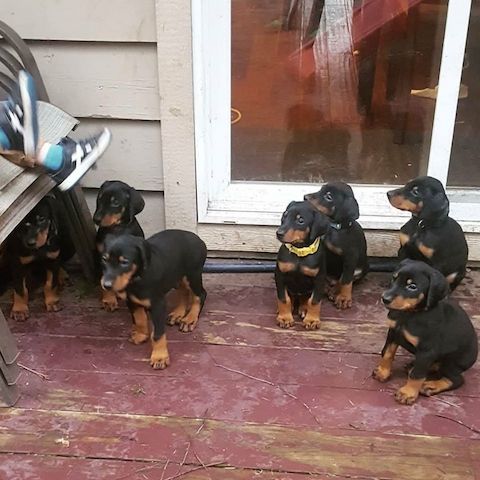 Süße Dobermann-WHATSAPP....+4915217519768