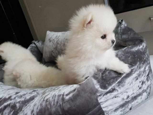 MINI.POMERANIAN ZWERGSPITZ BOO WELPEN