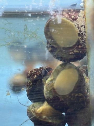 10 Meerwasser Algenschnecken 25,00 €