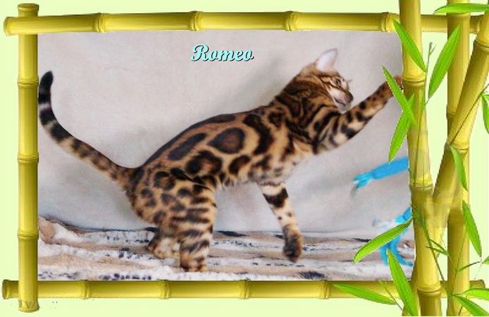 Romeo, wunderschöner, exklusiver unkastrierter Bengal Kater, ein wahrer Eyecatcher!
