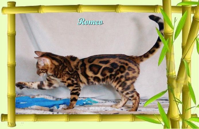 Romeo, wunderschöner, exklusiver unkastrierter Bengal Kater, ein wahrer Eyecatcher!