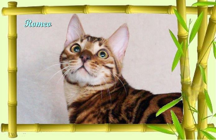 Romeo, wunderschöner, exklusiver unkastrierter Bengal Kater, ein wahrer Eyecatcher!