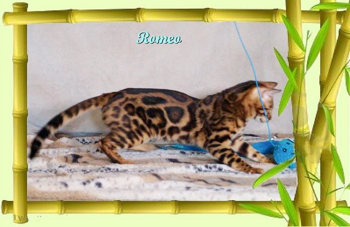 Romeo, wunderschöner, exklusiver unkastrierter Bengal Kater, ein wahrer Eyecatcher!