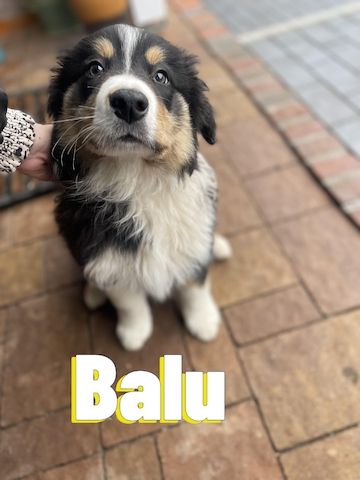 Border Collie Welpen tricolor