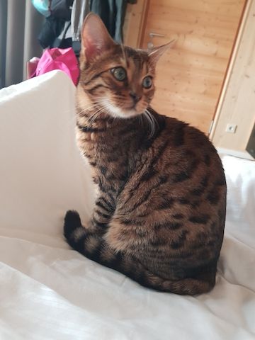Bengal Kater Kitten Katze bereits kastriert, geimpft, entwurmt, abganebereit