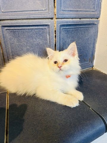 Heilige Birma kitten Creme rot