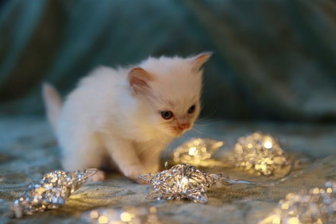 reinrassige Ragdoll Kitten