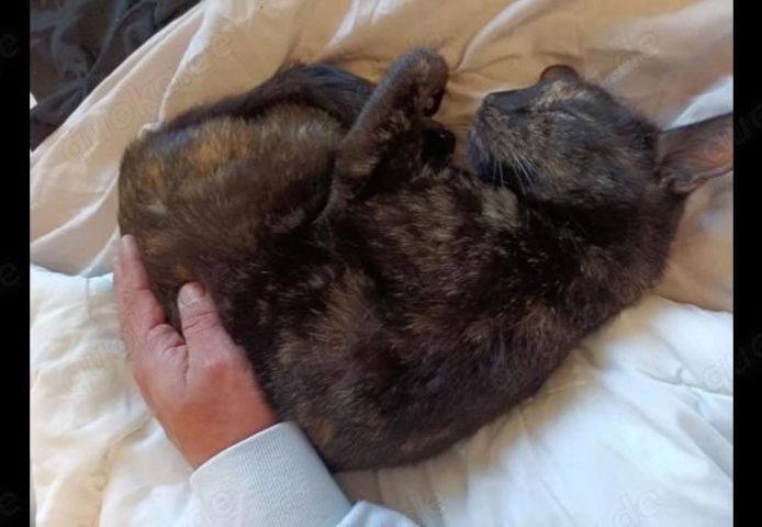 Nussi, die zweijährige Schildpatt-Katze sucht neues Zuhause damit sie Königin sein kann
