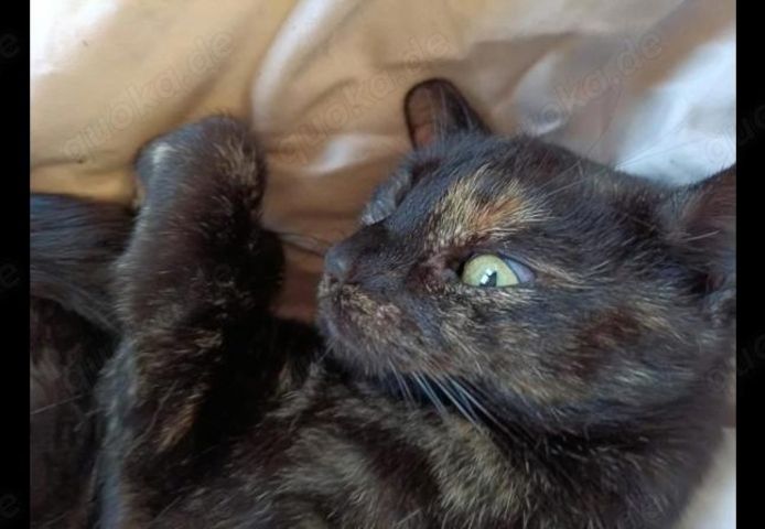 Nussi, die zweijährige Schildpatt-Katze sucht neues Zuhause damit sie Königin sein kann