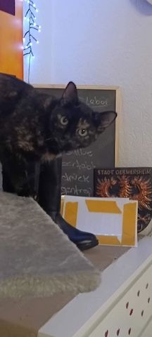 Nussi, die zweijährige Schildpatt-Katze sucht neues Zuhause damit sie Königin sein kann
