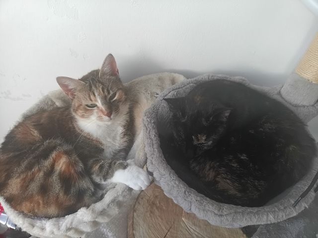 Nussi, die zweijährige Schildpatt-Katze sucht neues Zuhause damit sie Königin sein kann