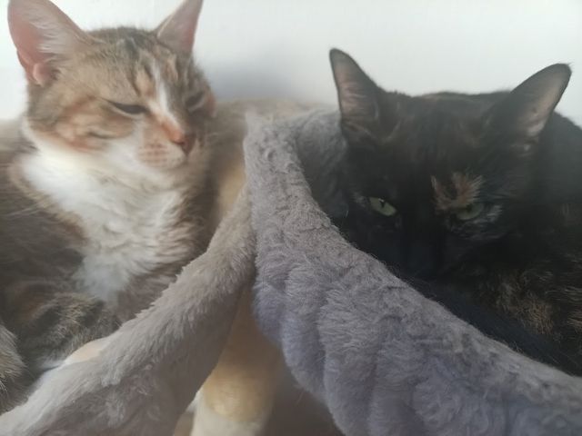 Nussi, die zweijährige Schildpatt-Katze sucht neues Zuhause damit sie Königin sein kann