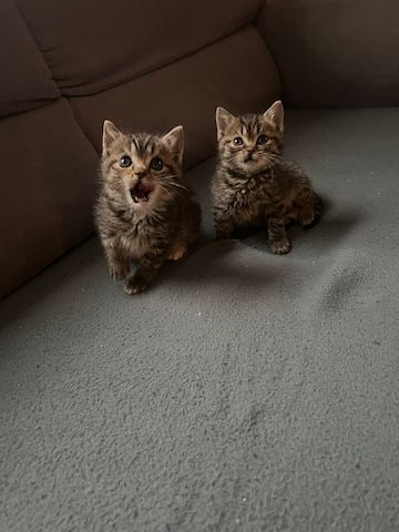 Kitten