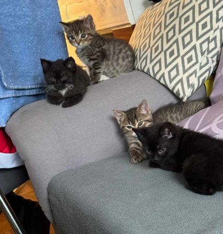 Kitten