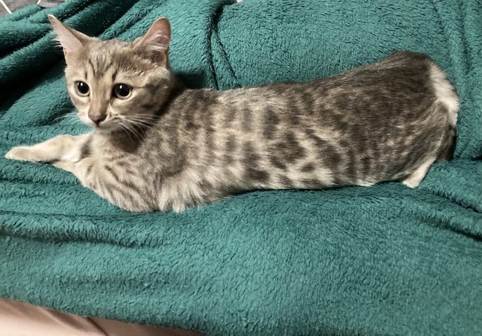  Bengal -  Kitten , Weibchen ,1 silbern ,1 classic brown und 1melanistic