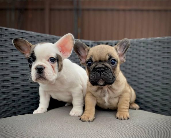 Männliche und weibliche Französische Bulldoggenwelpen
