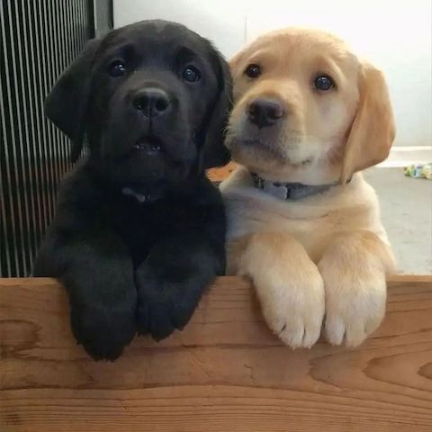 2 weibliche und 4 männliche Labrador Retriever-Welpen