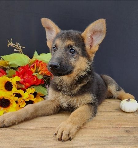 Deutsche Schäferhundwelpen verfügbar