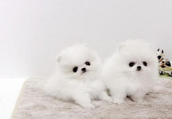 Reinrassige Zwergspitz / Pomeranian welpen mit Papieren