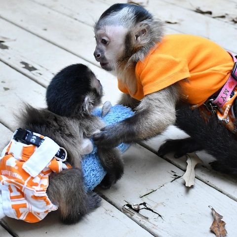 Kapuzineraffenbabys verfügbar