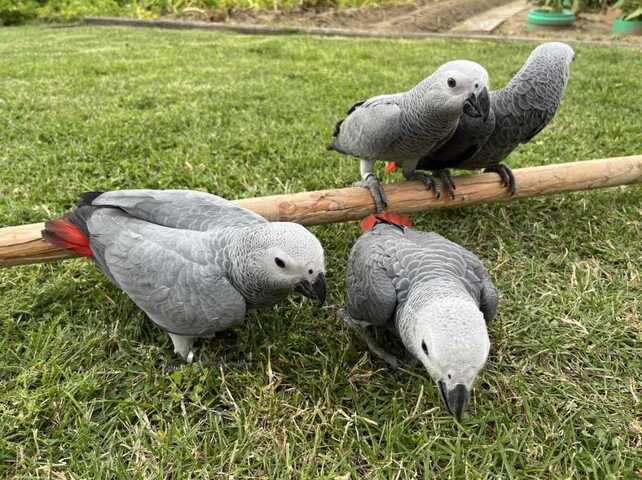 Papageien und ihre befruchteten Eier aller Arten zu verkaufen
