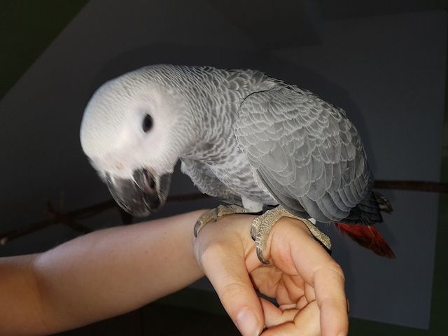 Graupapagei
