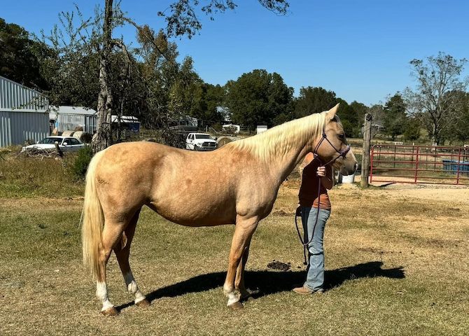 QH / Palomino Quarter Horse Zuchtstute sucht Bestplatz
