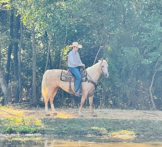 QH / Palomino Quarter Horse Zuchtstute sucht Bestplatz