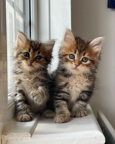 Maine Coon Kätzchen