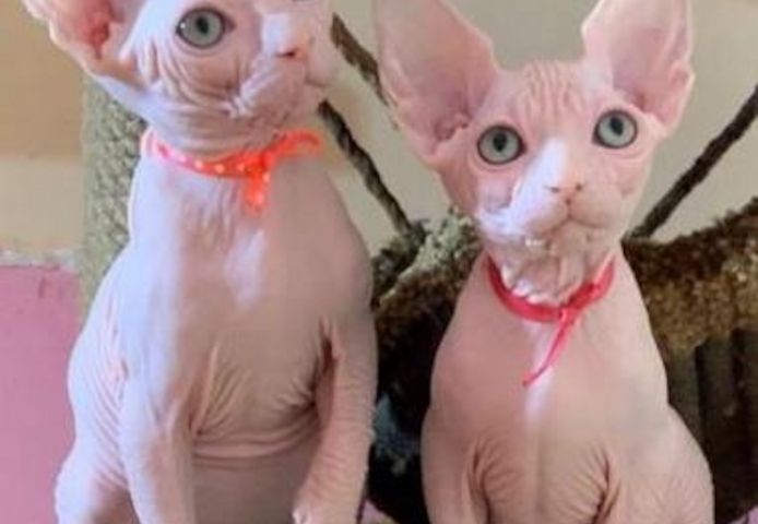 Wunderschöne Sphynx Kätzchen