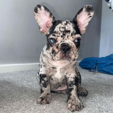 Französische Bulldoggenwelpen verfügbar