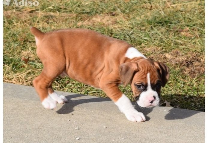 Wunderschöne Boxer Welpen