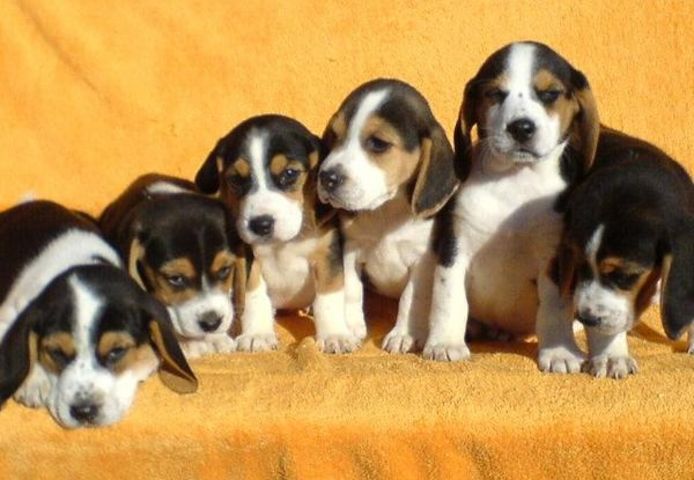 Beagle Welpen