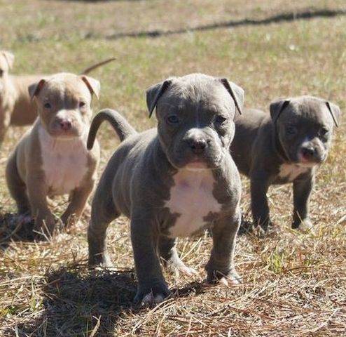 Pitbull Blueline welpen 12 Wochen alt