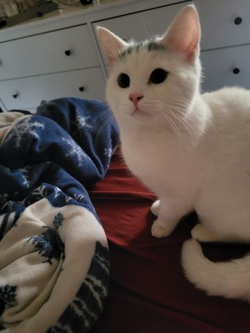 Super süsser BLH Katerchen