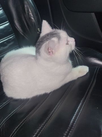 Super süsser BLH Katerchen