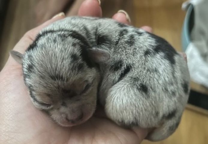 Chihuahua Welpen Merle (evtl. blaue Augen)