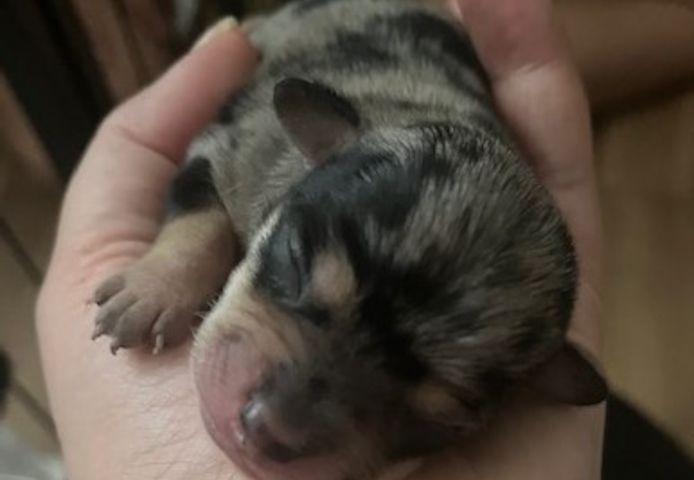 Chihuahua Welpen Merle (evtl. blaue Augen)