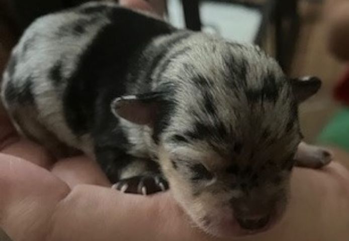 Chihuahua Welpen Merle (evtl. blaue Augen)
