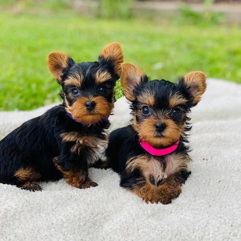 Yorkie Welpen verfügbar