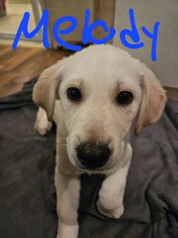 Labrador Goldi mix Welpen