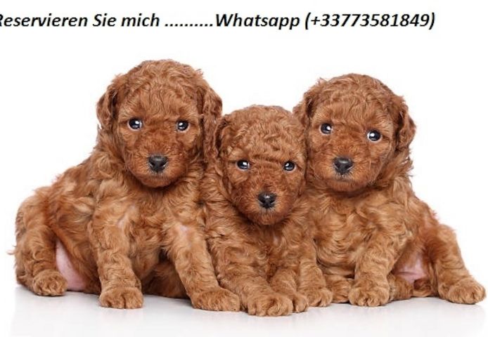 Cavapoo-Welpen zu verkaufen. 