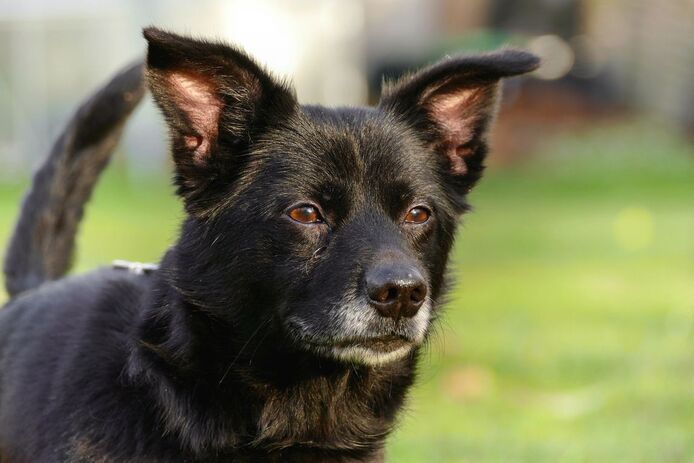 Buddy sucht seinen Herzensmensch